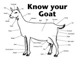 External Anatomy Of A Goat Pygmy Goat Boer Goats Raising Goats