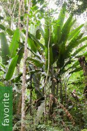 Image result for Strelitzia caudata