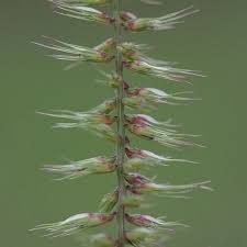 Image result for Dinebra