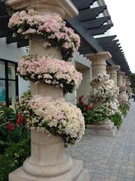 Pin On Flowers