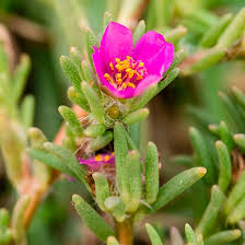 Image result for Portulacaceae