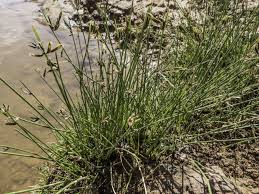 Image result for Cyperus laevigatus