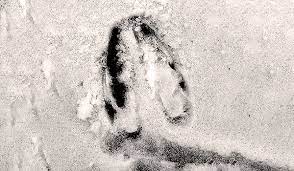 We did not find results for: Djurspar I Sno Naturhistoriska Riksmuseet