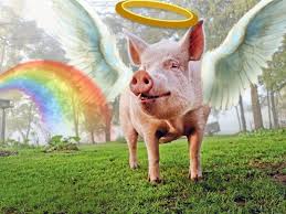 Esther the Wonder Pig