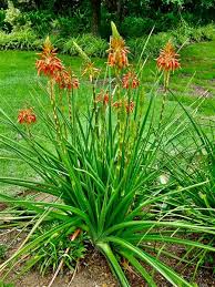 Image result for Aloe cooperi