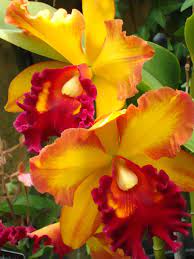 Orchid Xbrassolaeliocattleya G Memoria John Odom Carmela Photo Taken By Heather Robinson Beautiful Flowers Flowers Amazing Flowers