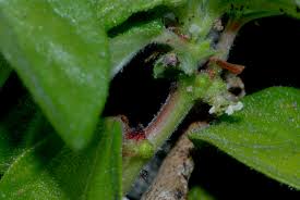 Image result for Pouzolzia guineensis