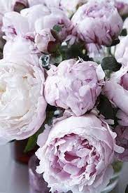 We did not find results for: Love These Lavender Ombre Peonies Beautiful Flowers Flowers Pretty Flowers