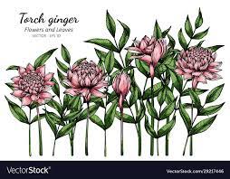 Pink Torch Ginger Flower And Leaf Drawing Vector Image On Vectorstock Ginger Flower Torch Ginger Flower Leaf Drawing