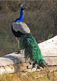 Pin Van Umit Aslim Op 170718 Satish Peacock Pauw Vogels