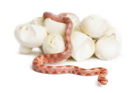 How Many Times A Year Do Corn Snakes Lay Eggs Embora Pets