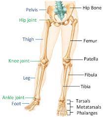 Femur (2) tibia (2) fibula (2) patella (2) tarsals (14) metatarsals (10) phalanges (28) total number of bones=60. Anatomy Of The Lower Limb 18 Download Scientific Diagram