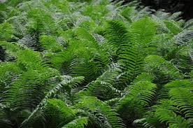 Image result for Marattiaceae