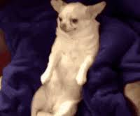 131 views, 1 upvote, 1 comment. Fat Dog Gifs Get The Best Gif On Gifer