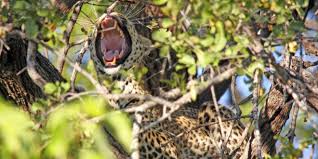 Moremi was designated as a game reserve, rather than a national park, when it was created. Moremi Game Reserve Botswana Reisen Informationsportal