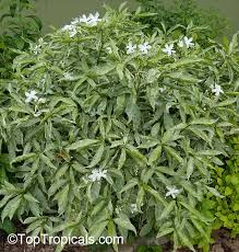 Image result for Tabernaemontana odoratissima