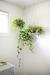 Bedroom Indoor Plants Decor