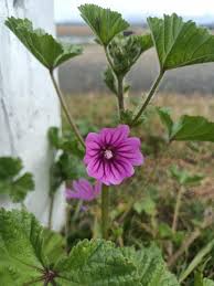 Image result for Malva sylvestris
