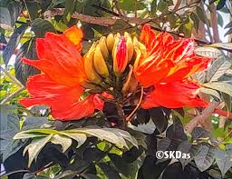 Image result for Rhigozum brevispinosum