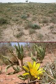 Image result for Hirpicium gazanioides