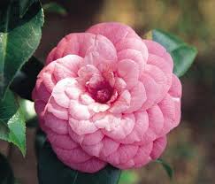 Camelia Sasanqua April Rose Flowers Camellia Unique Flowers