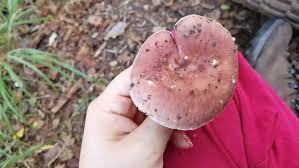 Image result for Russula vinacea