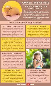Pin On Guinea Pig Infographics