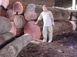 Logging In The Amazon A Jungle Lumberman Shows Us What It S Really Like Purple Heart Wood Purple Heart Wood