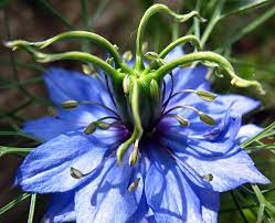 Nigella Flowers Flowerinfo Org