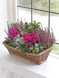 Shop our huge selection · read ratings & reviews · shop best sellers Autumn Window Box Interflora Container Flowers Winter Window Boxes Window Box