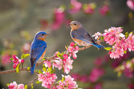 Check spelling or type a new query. Vogel Anlocken So Gestalten Sie Ihren Garten Vogelfreundlich
