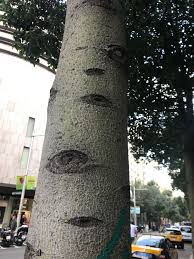 Image result for Brachychiton populneus