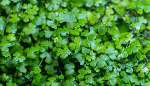 Image result for Hydrocotyle sibthorpioides