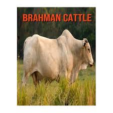 Explore 2 listings for white brahman cattle for sale in south africa at best prices. Brahman Cattle Amazing Facts About Brahman Cattle Buy Online In South Africa Takealot Com