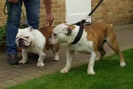 Compared to the english bulldog, it is less vulnerable to cardiac and respiratory diseases. Pin On Bulldogge