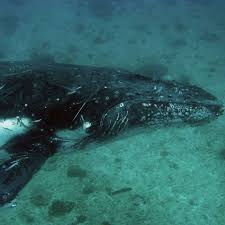More Migrating Whales At Risk Of Boat Strikes Whale Marine Pollution Ocean Pollution