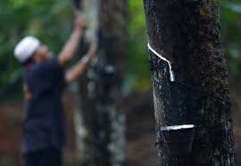 Gaharu (agarwood) is not new to the region and we see many she continued, the sustainable plantation of agarwood trees could be very valuable to the malaysian agriculture industry. Unemployed Malaysians Should Consider Working In Plantation Industry Says Malaysia Palm Oil Association Ceo Money Malay Mail