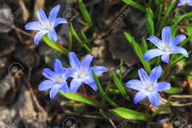 Feb 04, 2021 · crocuses are some of the cheeriest spring flowers, providing masses of pollen for early queen bumblebees. First Early Spring Flowers In The Garden Stock Photo Picture And Royalty Free Image Image 57635462