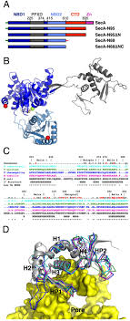 25 best memes about ro b lox ro b lox memes. An Alternate Mode Of Oligomerization For E Coli Seca Scientific Reports