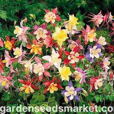 Image result for Aquilegia vulgaris Tower Mix