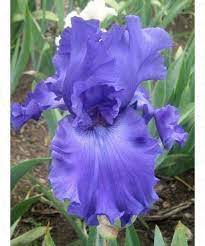 Blue Crusader Tall Bearded Iris Online Shop Iris Garden Flower Garden Most Beautiful Flowers
