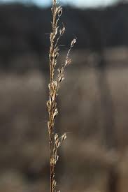 Image result for Sorghastrum nudipes