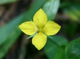 Yellow loosestrife is common throughout britain and ireland and can also be found in many mainland european countries, including slovenia. Lysimachia Nemorum Yellow Pimpernel Identification Distribution Habitat
