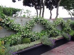 The Fence Was Transformed By Training Star Jasmine Into A Dramatic Diamond Pattern Garden Design Houston Garden Garden Inspiration
