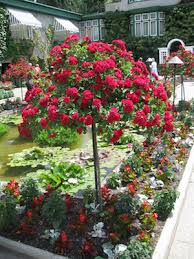 These backyard landscaping ideas onward a budget can help you breed inspired and save money.… Growing Standard Roses Grownups New Zealand