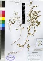 Image result for Phyllanthus nummulariifolius