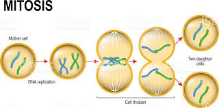 نتیجه جستجوی لغت [replication] در گوگل