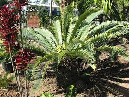 Image result for Encephalartos munchii