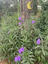 Image result for Ruellia