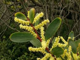Image result for Acacia longifolia